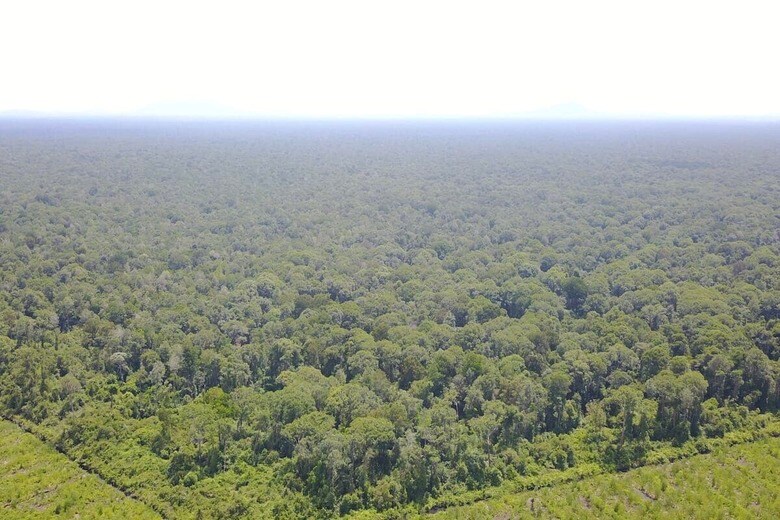 住友林業株式会社がインドネシアで保有・管理する熱帯泥炭地