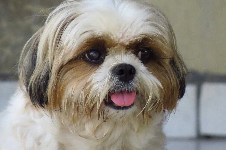 線路に倒れていた保護犬...「列車を運転していた人」が新しい家族になった理由（写真はイメージです）　Dieny Portinanni-Unsplash