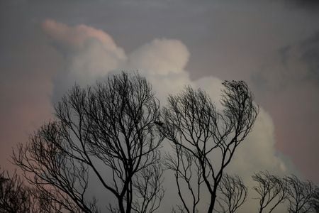 　１月２３日、大規模な森林火災に見舞われているオーストラリアで、消火活動に従事していたカナダの「Ｃ━１３０ハーキュリーズ」輸送機が墜落し、乗っていた３人全員が死亡した。写真は１９日、カンガルー島で撮影（２０２０年　ロイター/Tracey Nearmy）