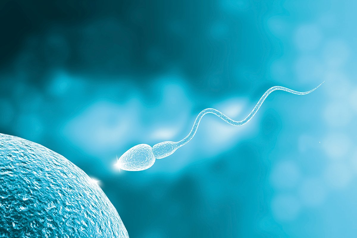 禁欲は逆効果？精子の「ためすぎ」が質を下げる可能性
DNA損傷が増え、運動率が低下。最新研究で浮かび上がった禁欲期間の最適解