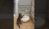 【映像】ここぞとばかりにロボット掃除機にリベンジする子猫
