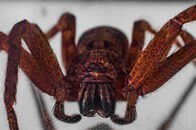 「新種の恐怖...」旅行から戻ると...数十匹のクモがコンセントから噴出...衝撃の光景