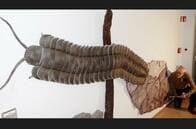 最大の無脊椎動物、自動車サイズの巨大なヤスデの化石が発見される