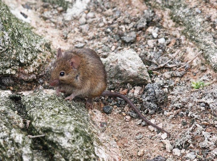 殺鼠剤をヘリから投入......で問題に　KPIX CBS SF Bay Area-YouTube