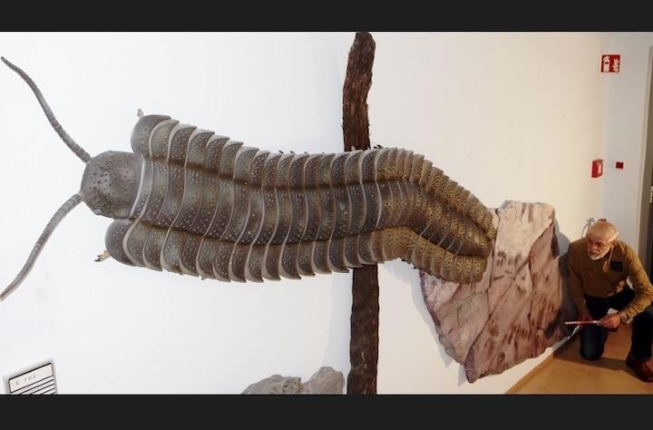 不可能と思われていた大きさのヤスデの化石が発見された　Poto: TU Bergakademie Freiberg