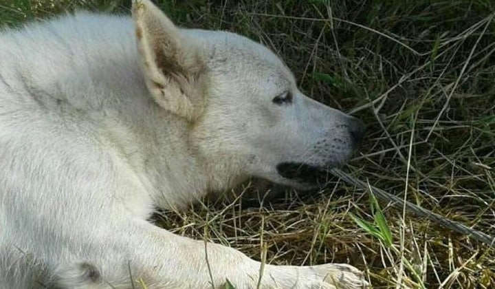 死んだ主人の飼い主にいつも付き添っていたが、名前はなかった　UTHAPPANAICKANUR POLICE