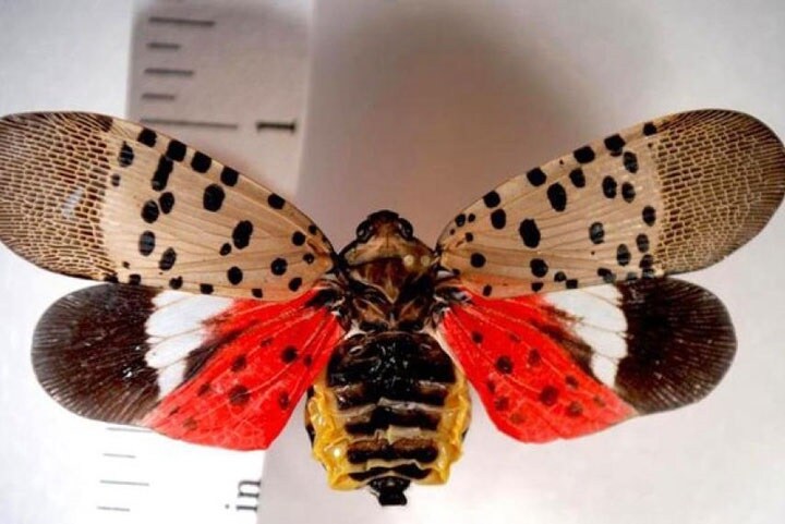 見た目も毒々しいシタベニハゴロモの成虫　New Jersey Department of Agriculture