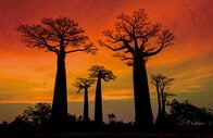 アフリカのバオバブが次々に枯死する怪現象