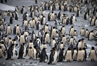 なぜ大衆はナチスに傾倒してしまったのか？　『全体主義の起源』と倫理思想【３分だけ哲学】