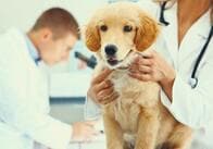 台風の後、犬を外に出すのは少し待ったほうがいいかもしれない、その理由は？