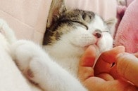 アニマルコミュニケーション士の資格取得でペットと幸せな共同生活を実現する