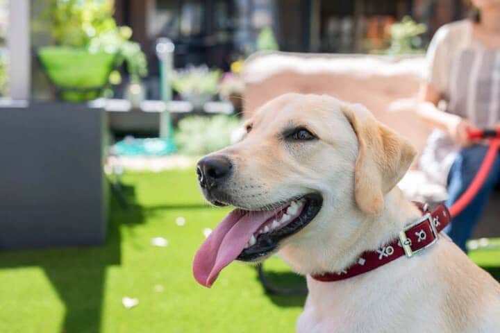 犬とリードを持つ女性