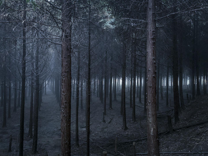 植林を多用する温暖化対策に、ここにきて危険性が指摘されはじめた　Ryosei Watanabe-iStock