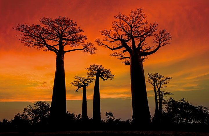 バオバブの枯死が相次ぐアフリカ南部は気温上昇の幅が大きい　GUENTER GUNI/ISTOCKPHOTO