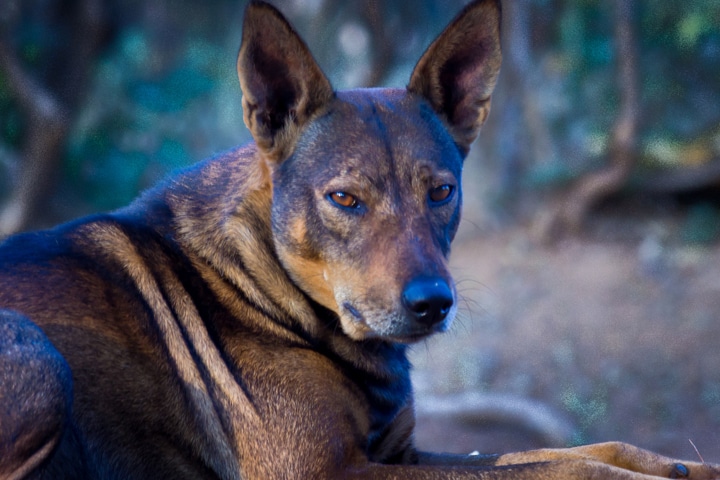 インドに野良犬がいるのは当たり前のことだが…　DavorLovincic-iStock