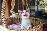 【動画】腹ペコの子猫たちが猛突進！ゴハン待ちきれず大騒ぎに