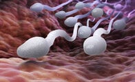 「精子減少で人類滅亡」のウソ