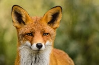 後ろ足がない...　2本足で歩くキツネに全イギリス人が驚愕