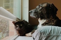 ドーベルマンが子猫を守ってくれるはずが...まさかの展開に飼い主絶句