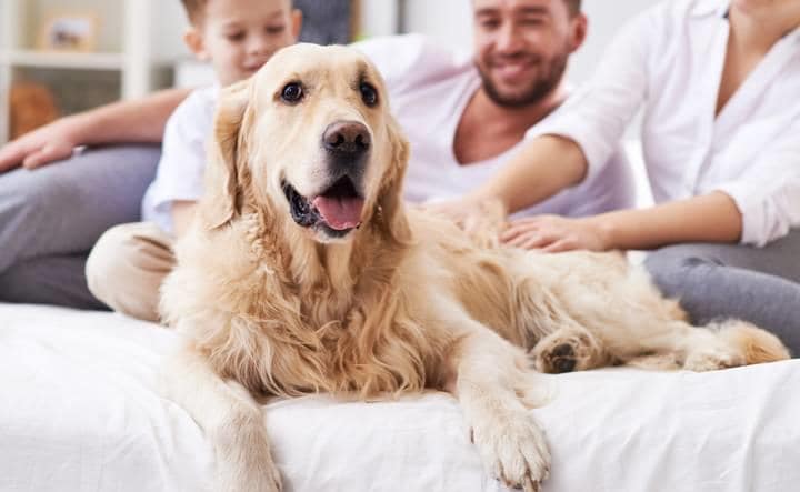 dogfood01-479436384 (1).jpg