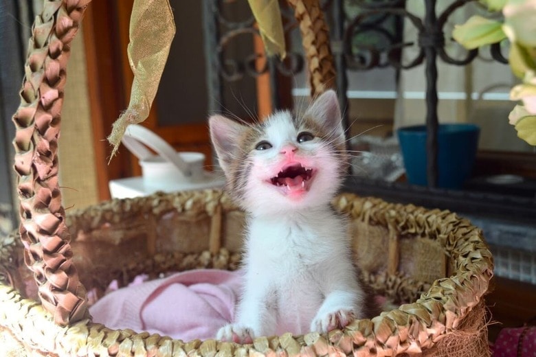 元気すぎる子猫たちが大騒動（写真はイメージです）Tugce Bese-unsplash