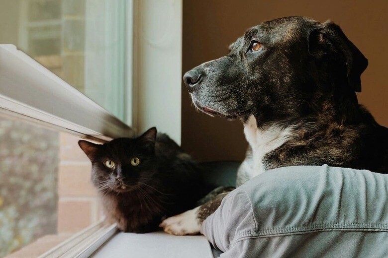 猫と犬は仲良しになれる？　（写真はイメージです）　Madalyn Cox-Unsplash