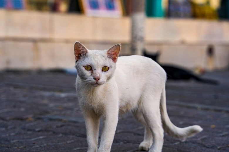 どうか猫を手放さないで…（写真はイメージです）　Husam Harrasi-Unsplash