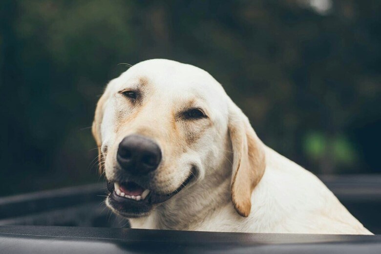 お腹を見せる＝信頼の証？ TikTokで拡散された「犬の幸せ」行動に反響（写真はイメージです）　Jonathan Daniels-Unsplash